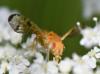 Xyphosia miliaria